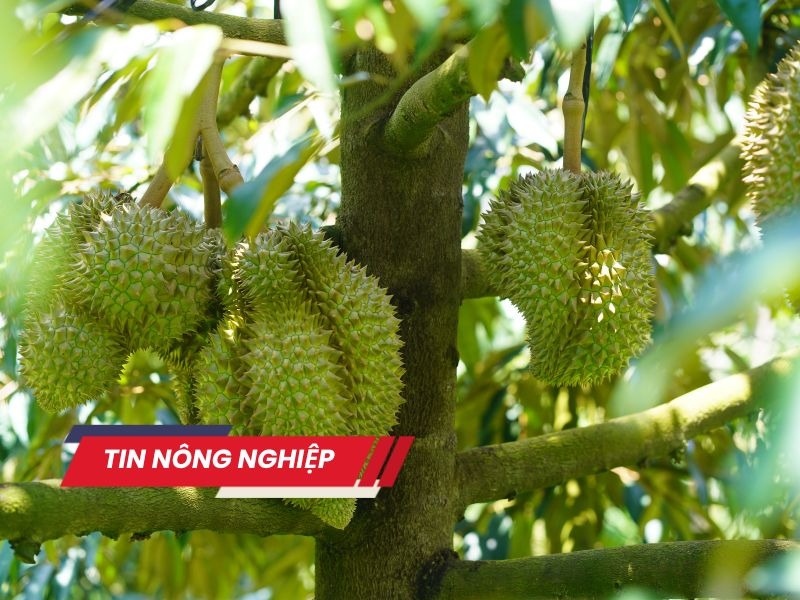 Sầu riêng đông lạnh bắt đầu chinh phục thị trường 1,4 tỷ dân